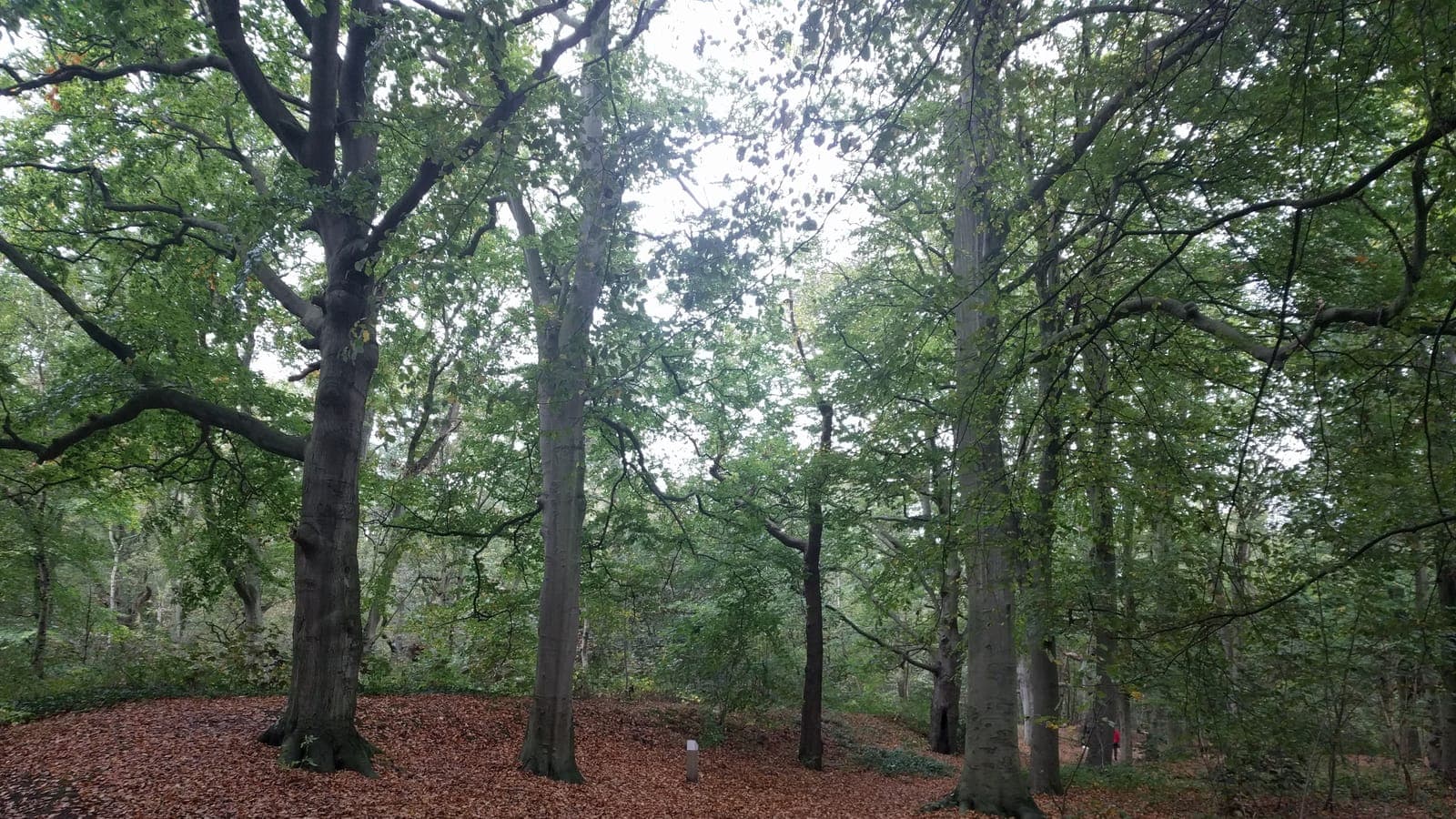 Oude eiken met bladerdek in het Leeuwenhorstbos