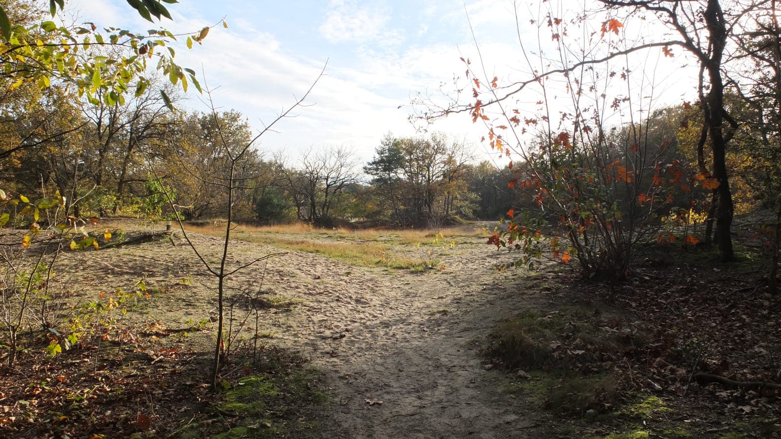 Zandpad door heide en berken op de Vrachelse Heide