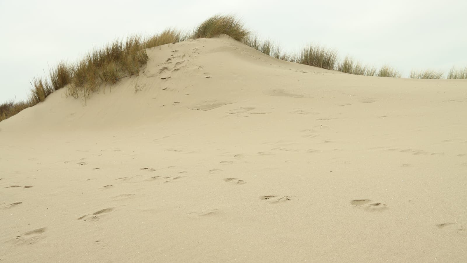 Duinlandschap van Voornes Duin bij Oostvoorne