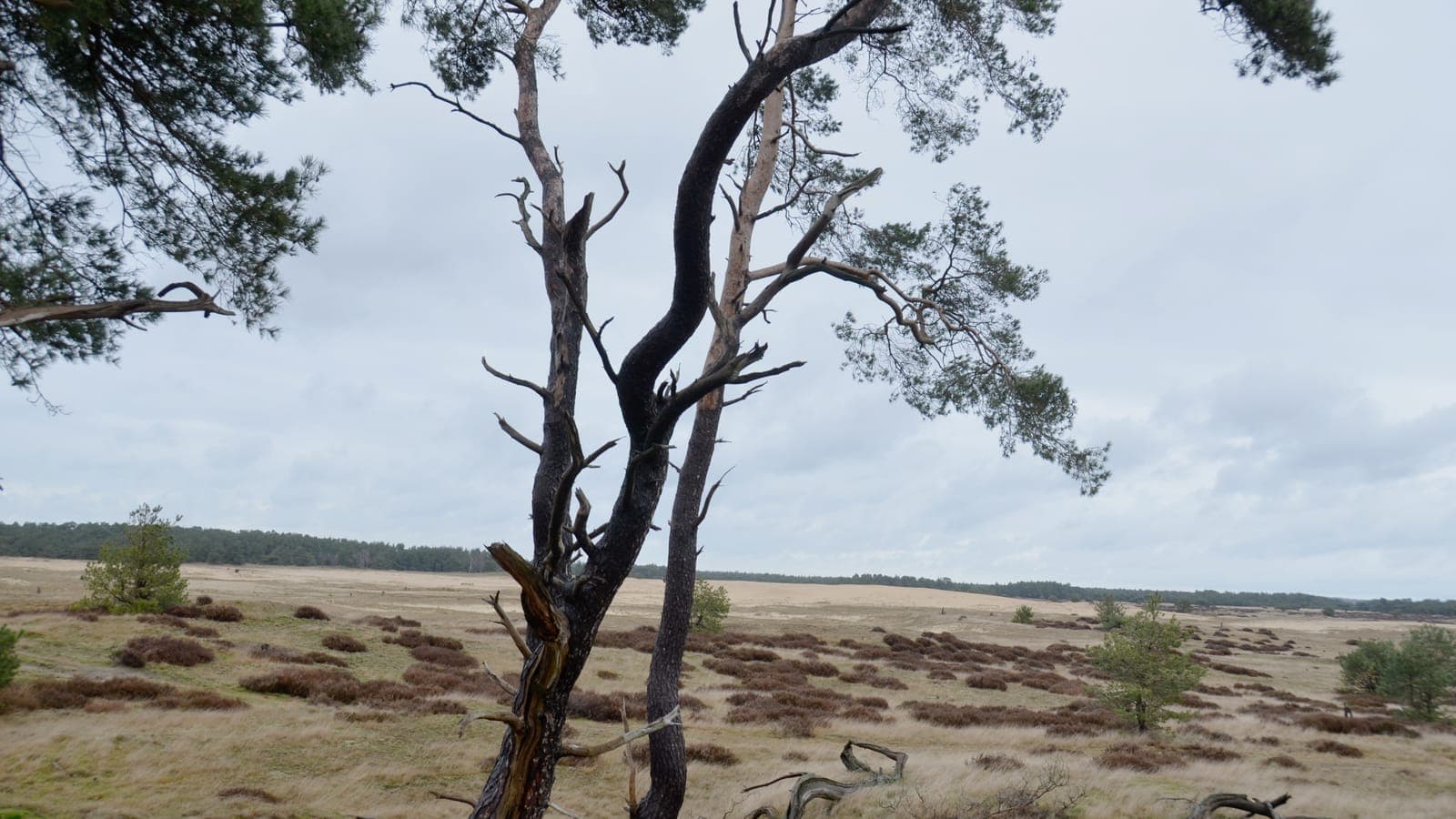 Dode vliegden op de zandverstuiving in Nationaal Park De Hoge Veluwe