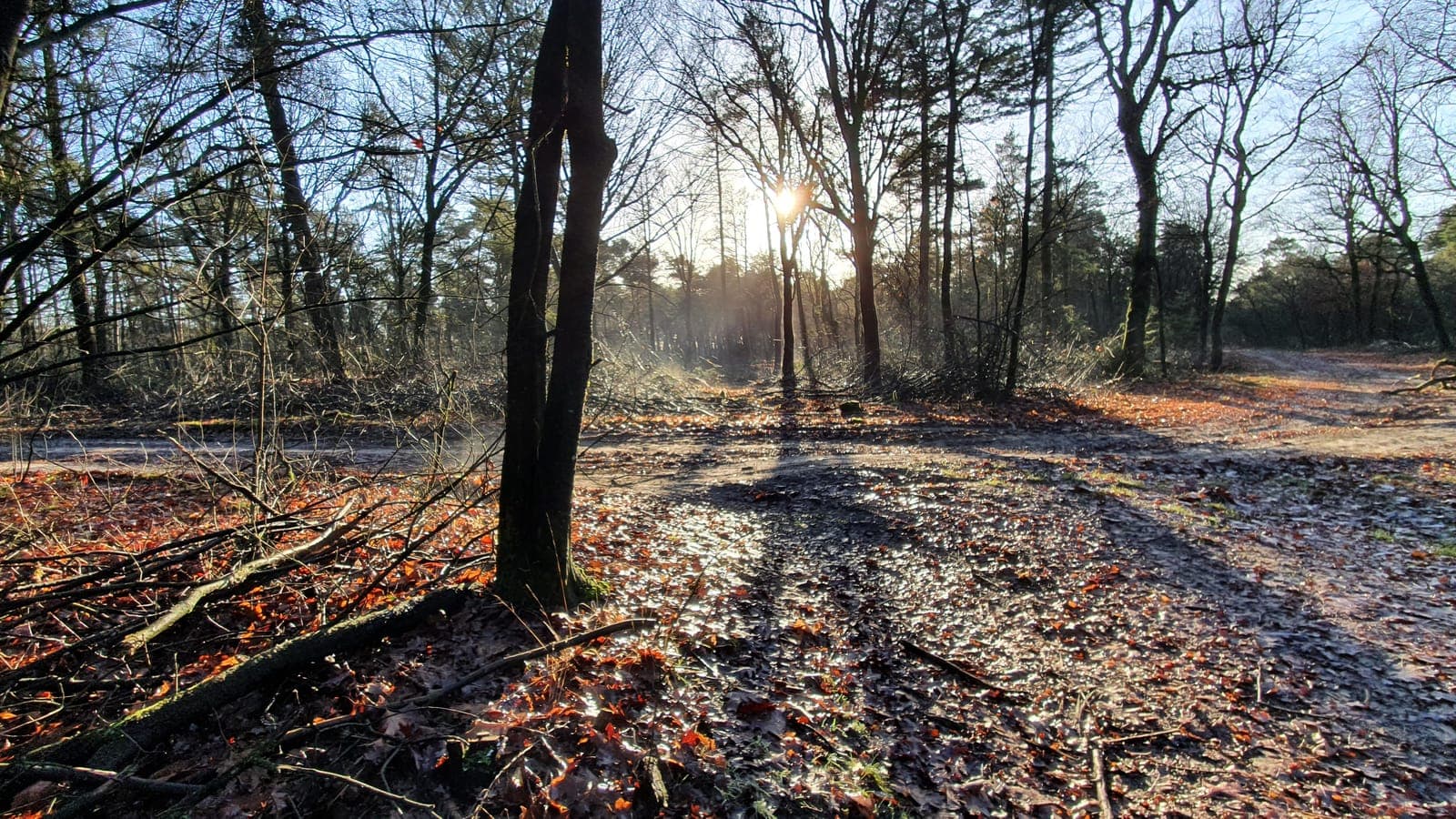 Bospad met tegenlicht door kale bomen bij Overloon