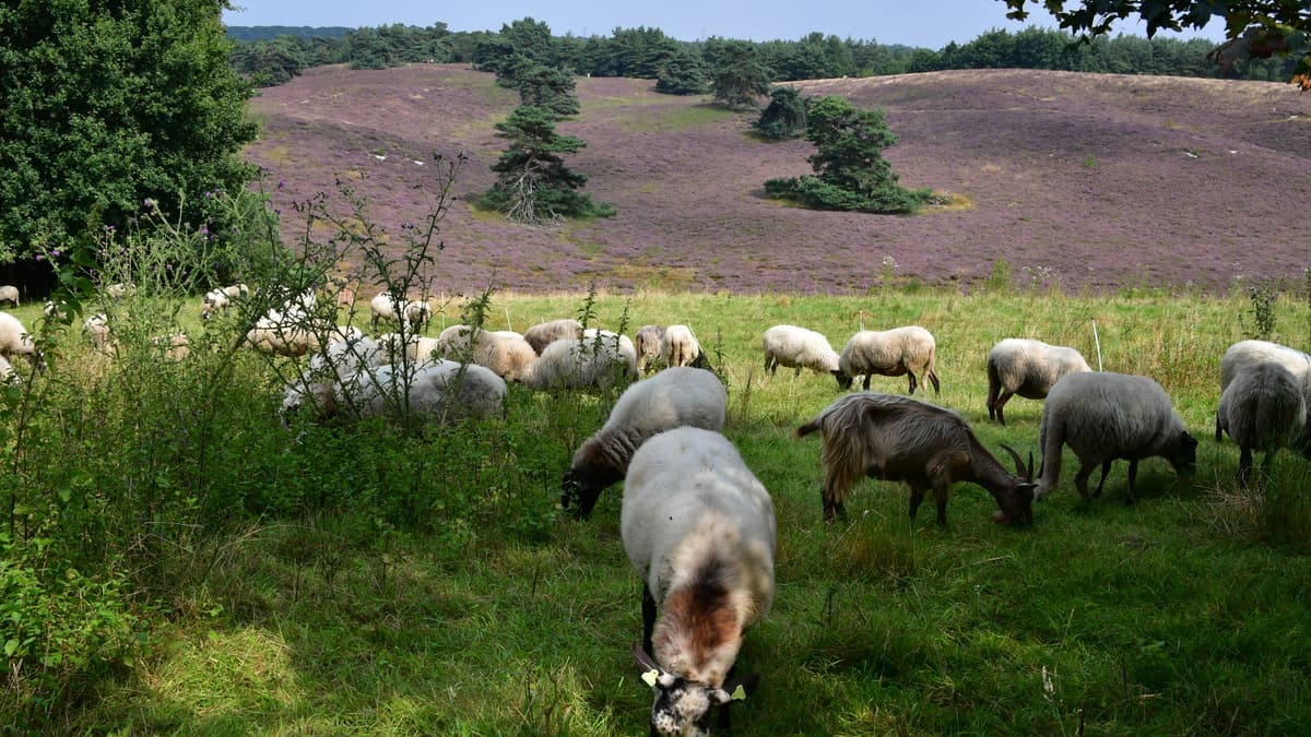 Schapen grazen op de bloeiende heide van de Brunssummerheide