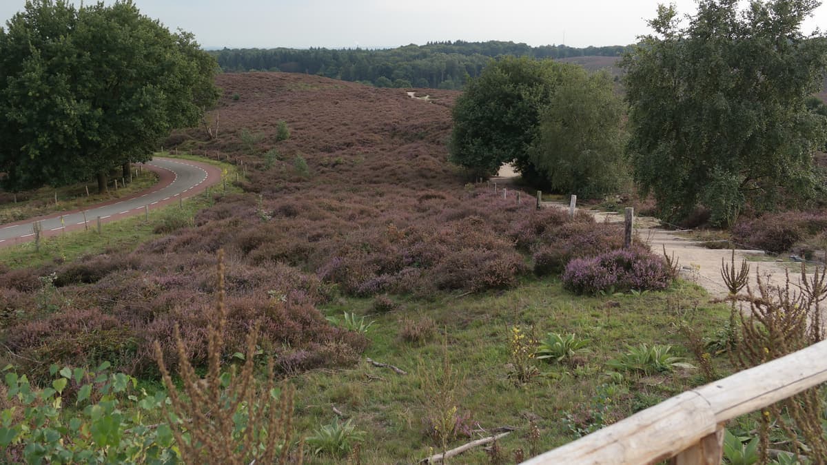Paarse heide en verspreide bomen op de Posbank