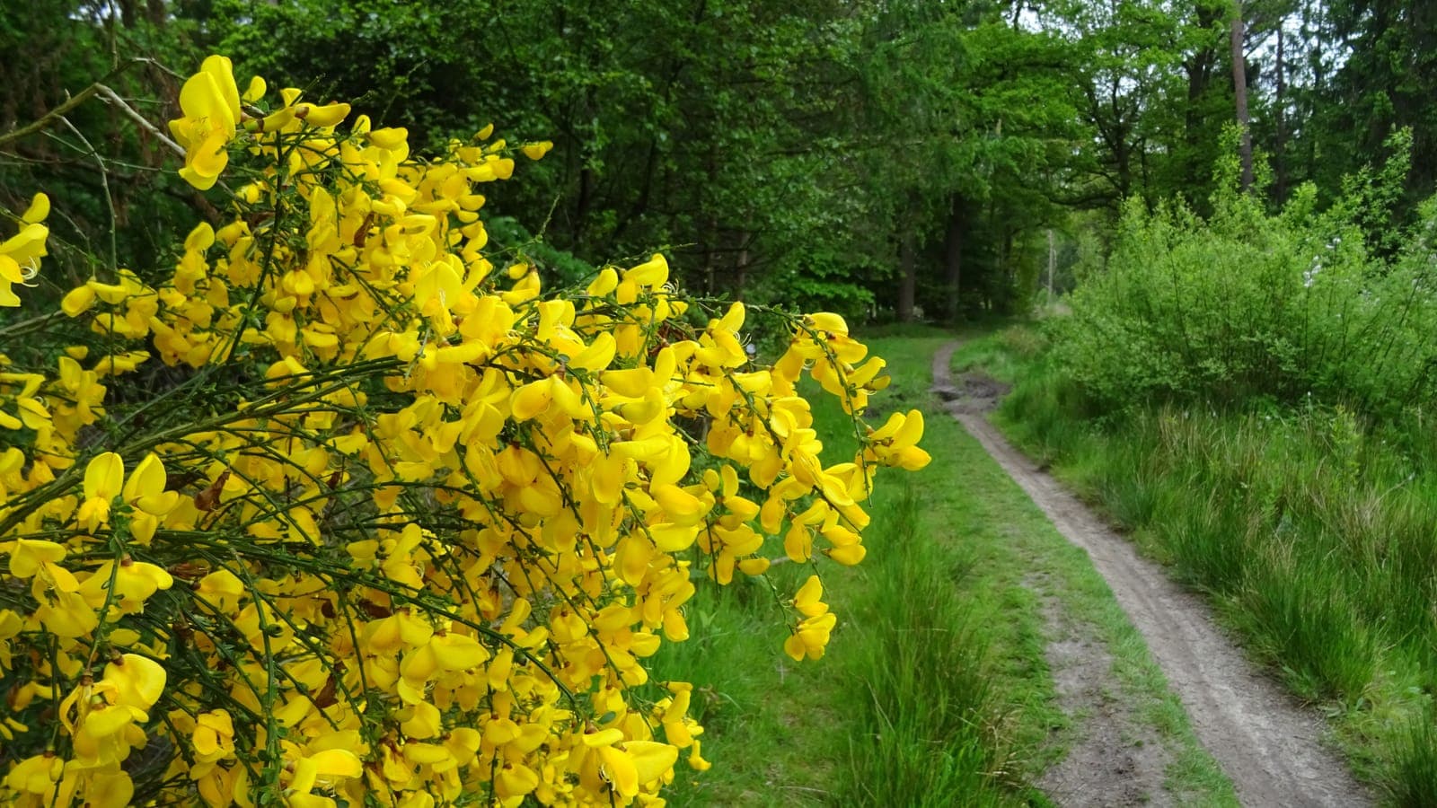 Zandpad tussen bloeiende brem en bos in het Dwingelderveld
