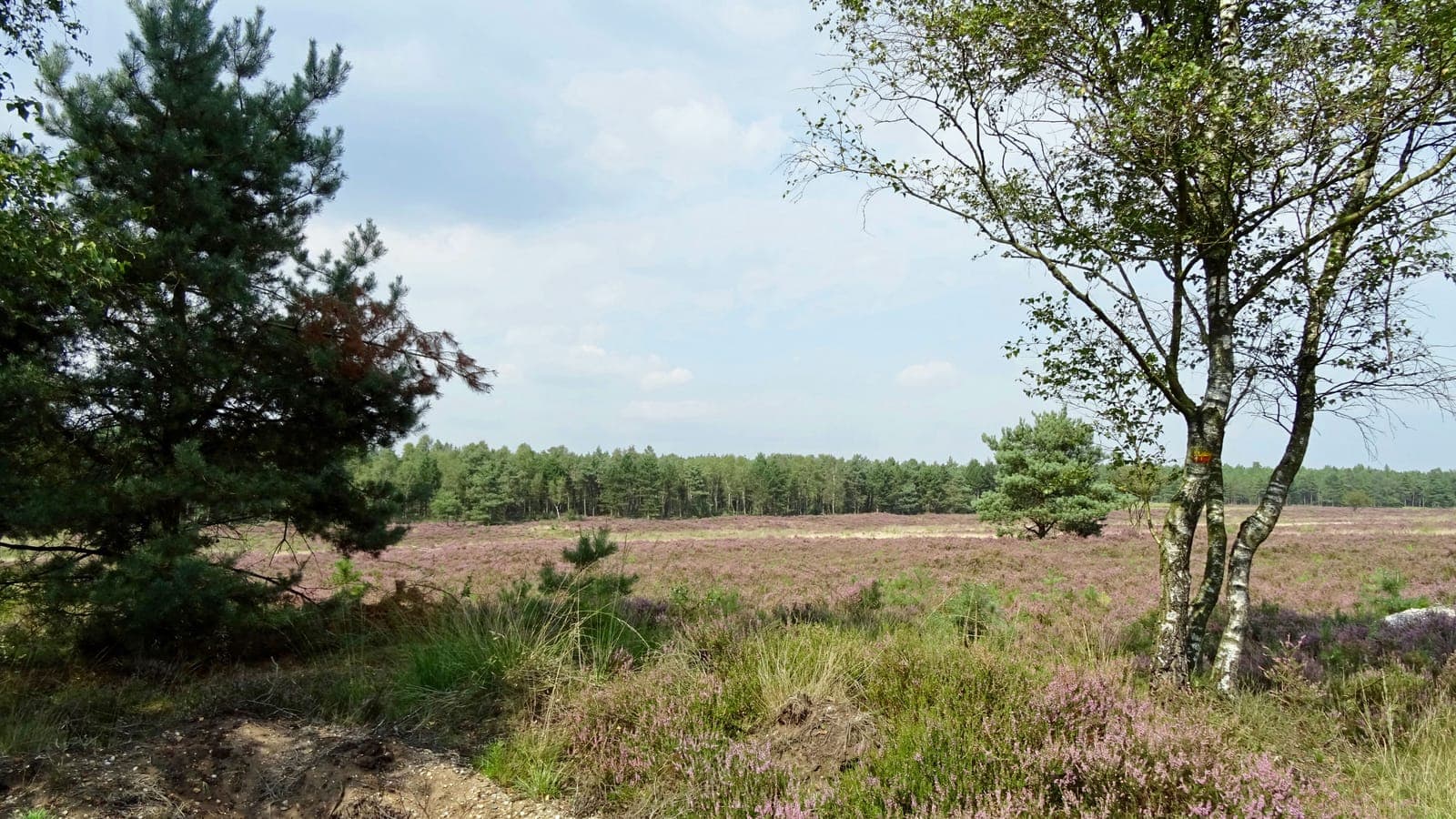 Heide met naaldbomen op de Koningsheide bij Arnhem