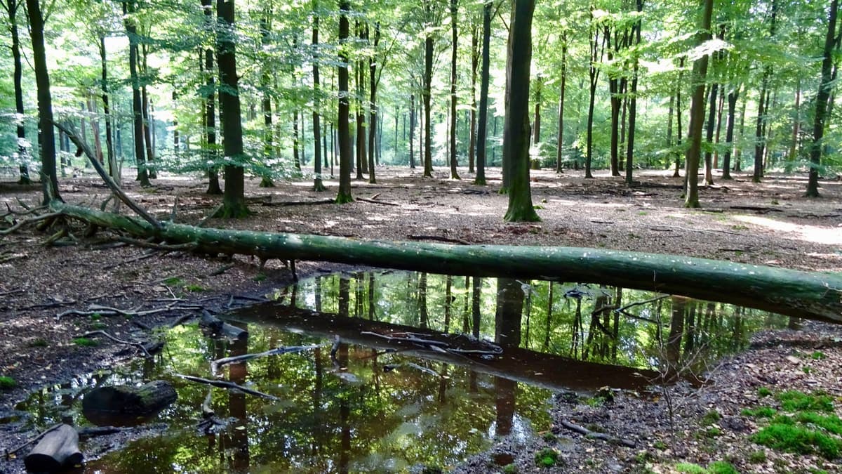 Beukenbos met poel in het Hagenau bij Arnhem