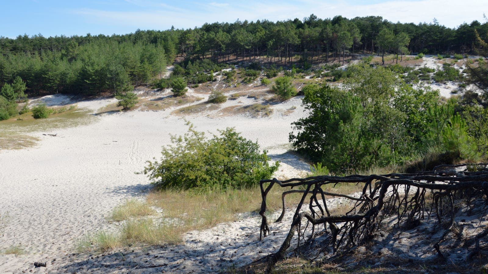 Los zand en blootliggende boomwortels in de Schoorlse Duinen