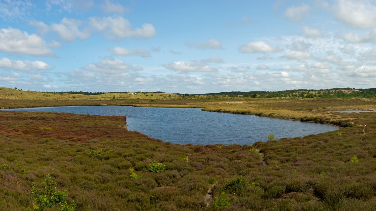 Duinmeer omringd door duinen en bos in de Schoorlse Duinen