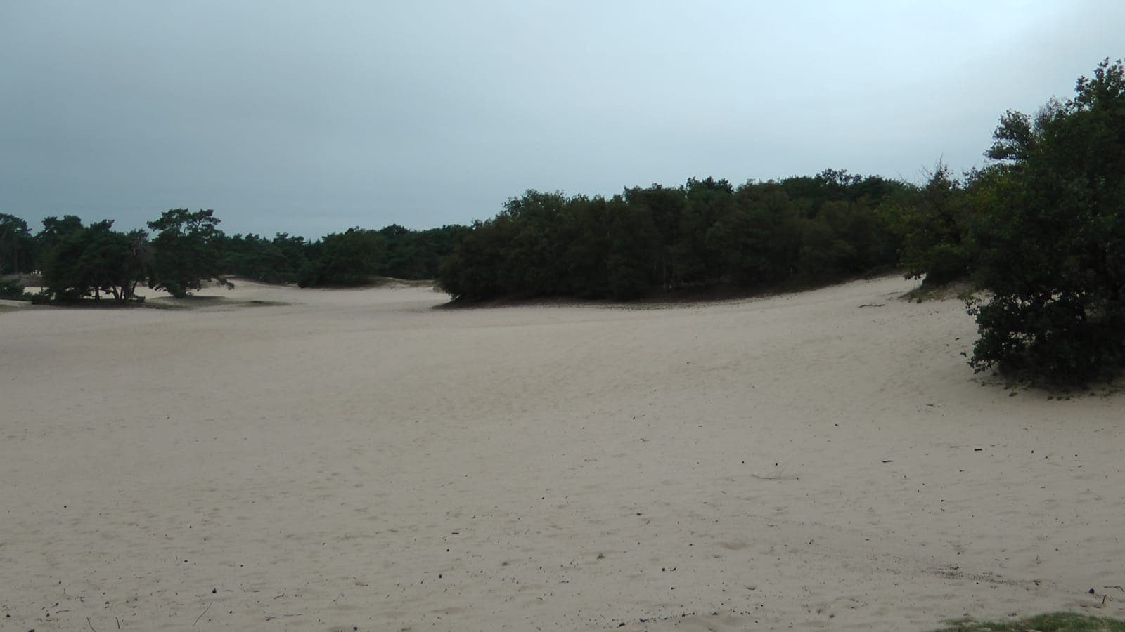 Open zandvlakte met naaldbomen op de Soesterduinen