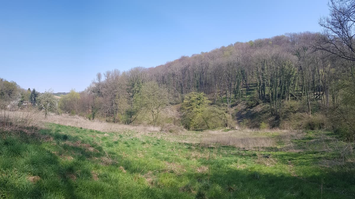 Grubbe met bosrand tussen Biebosch en Sibbergrubbe bij Valkenburg
