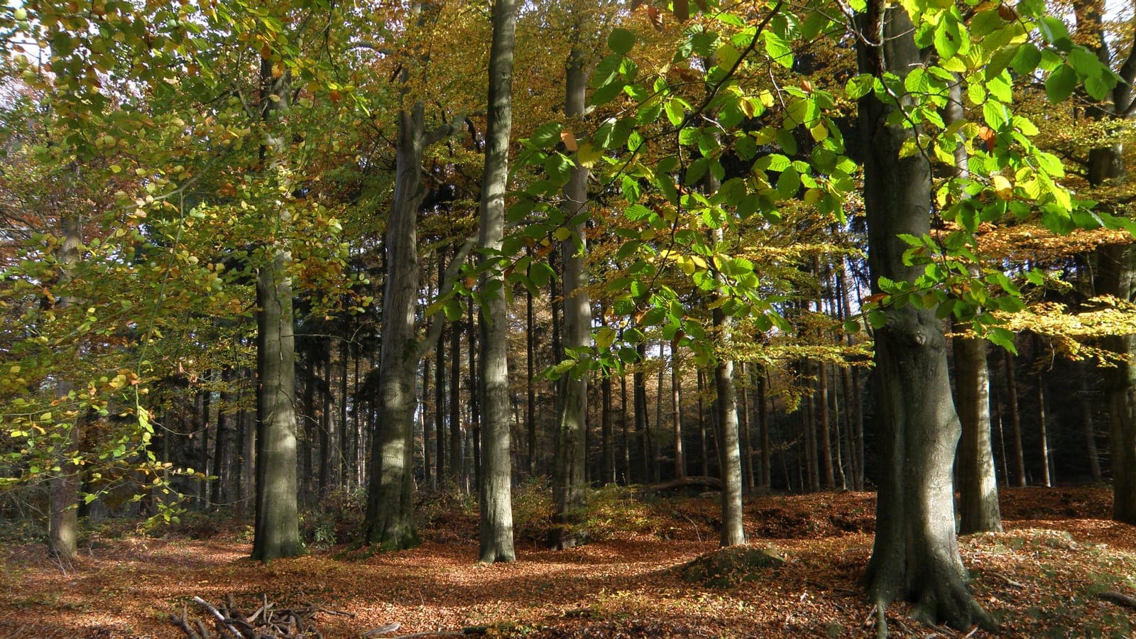 Rechte stammen van een loofbos op de Veluwe