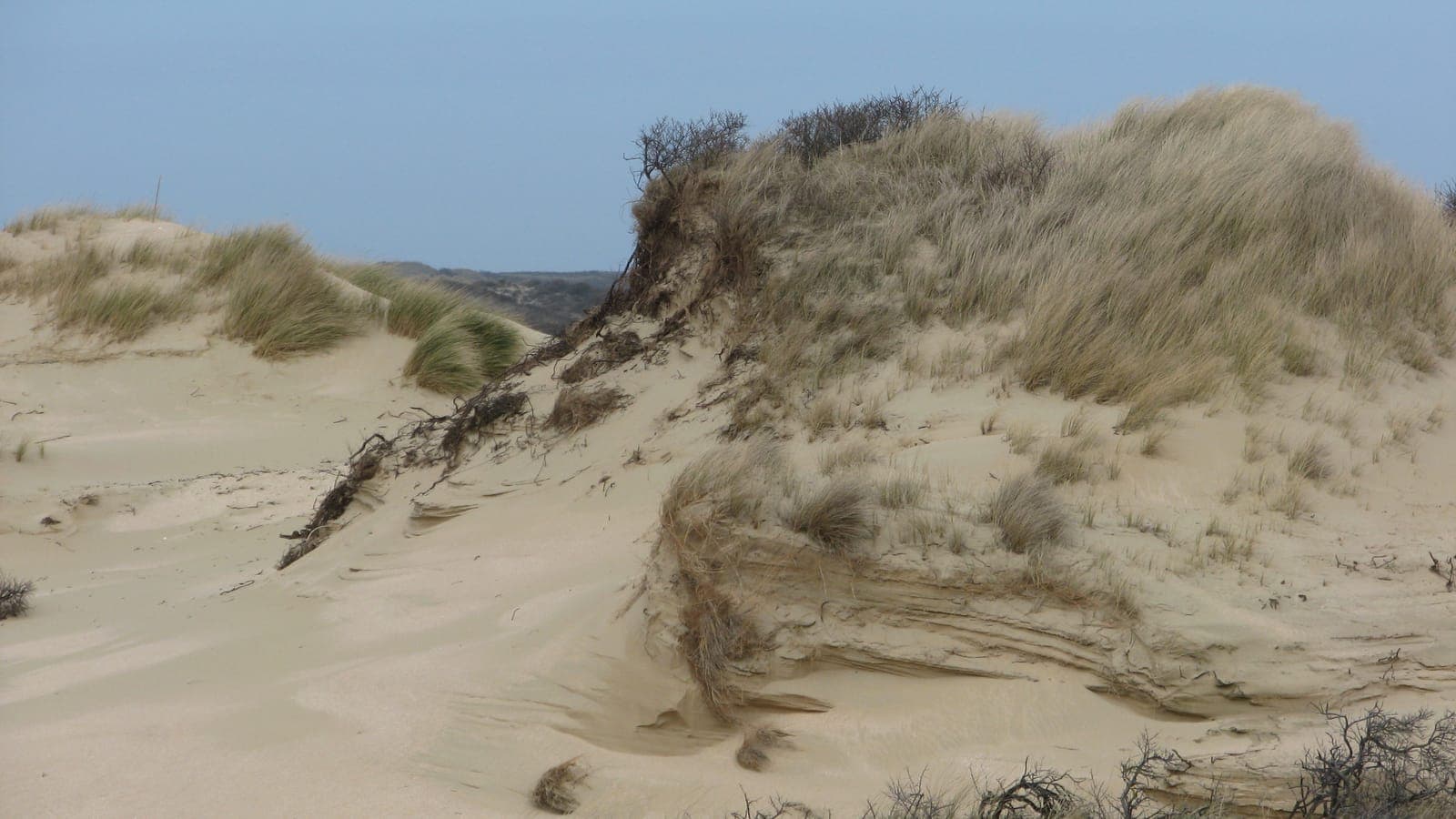 Door de wind gevormd duin in de Amsterdamse Waterleidingduinen