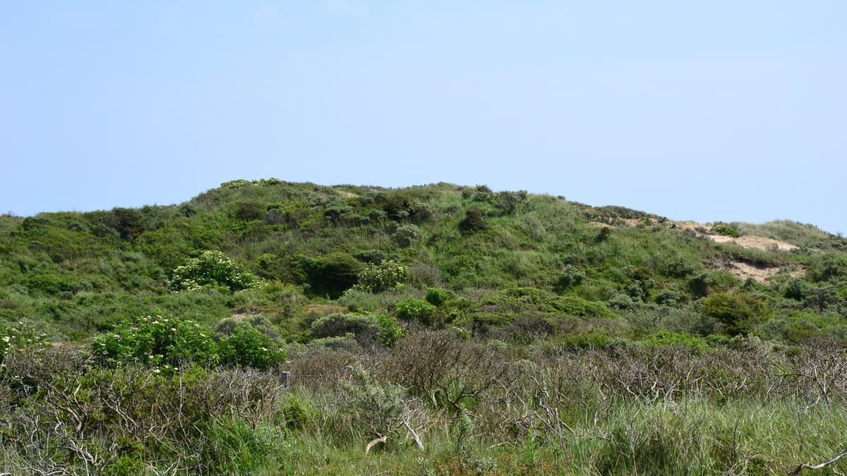 Duinlandschap met struweel in de Amsterdamse Waterleidingduinen