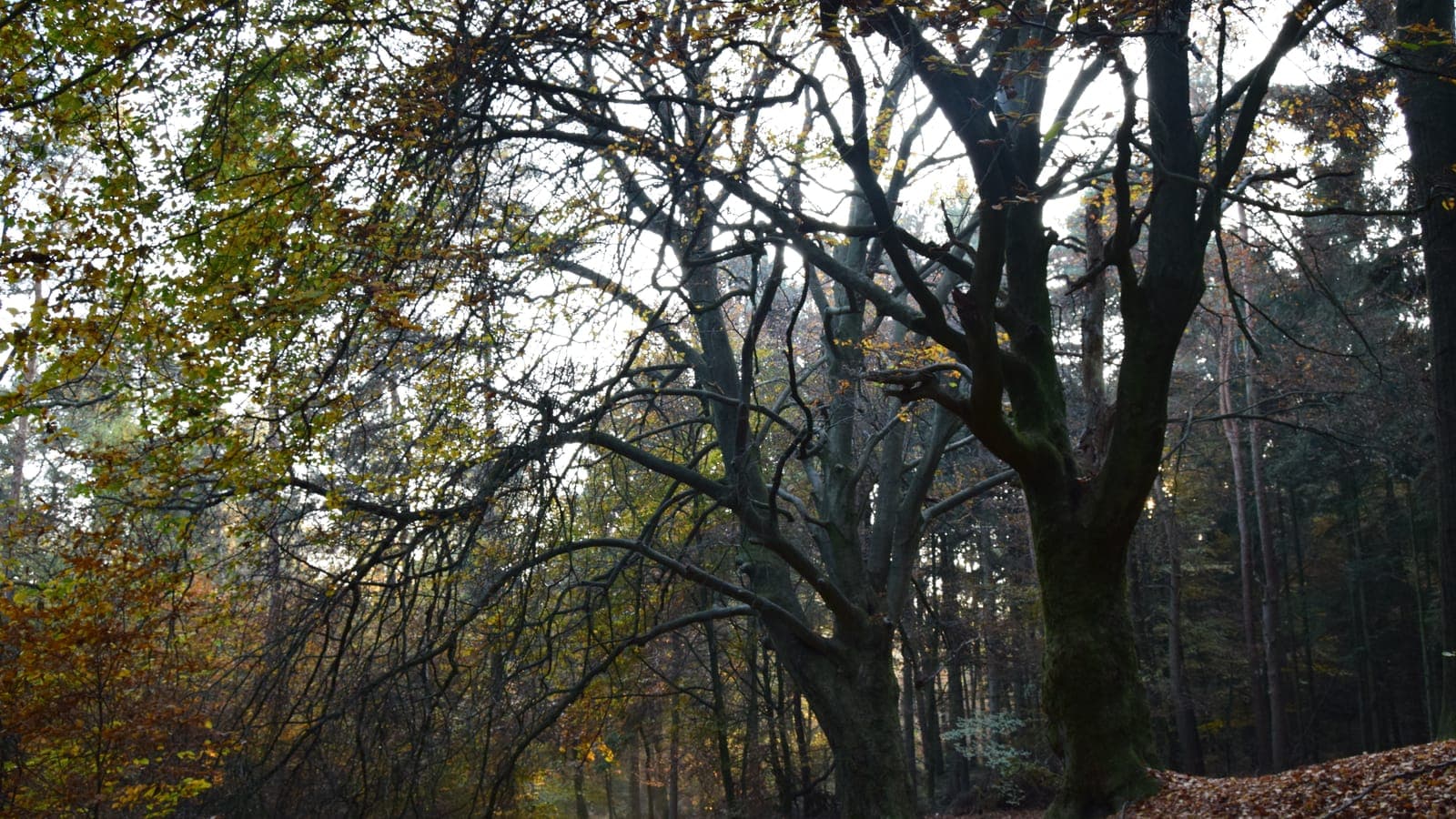 Bospad tussen hoge bomen door het Bergherbos op het Montferland