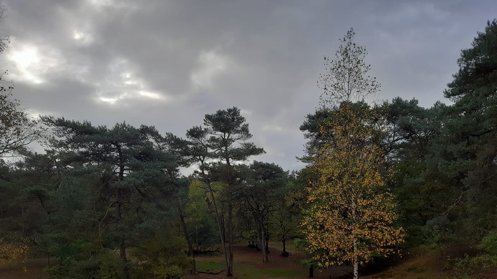 Naaldbos met open zandvlakte in natuurgebied Bornia op de Utrechtse Heuvelrug