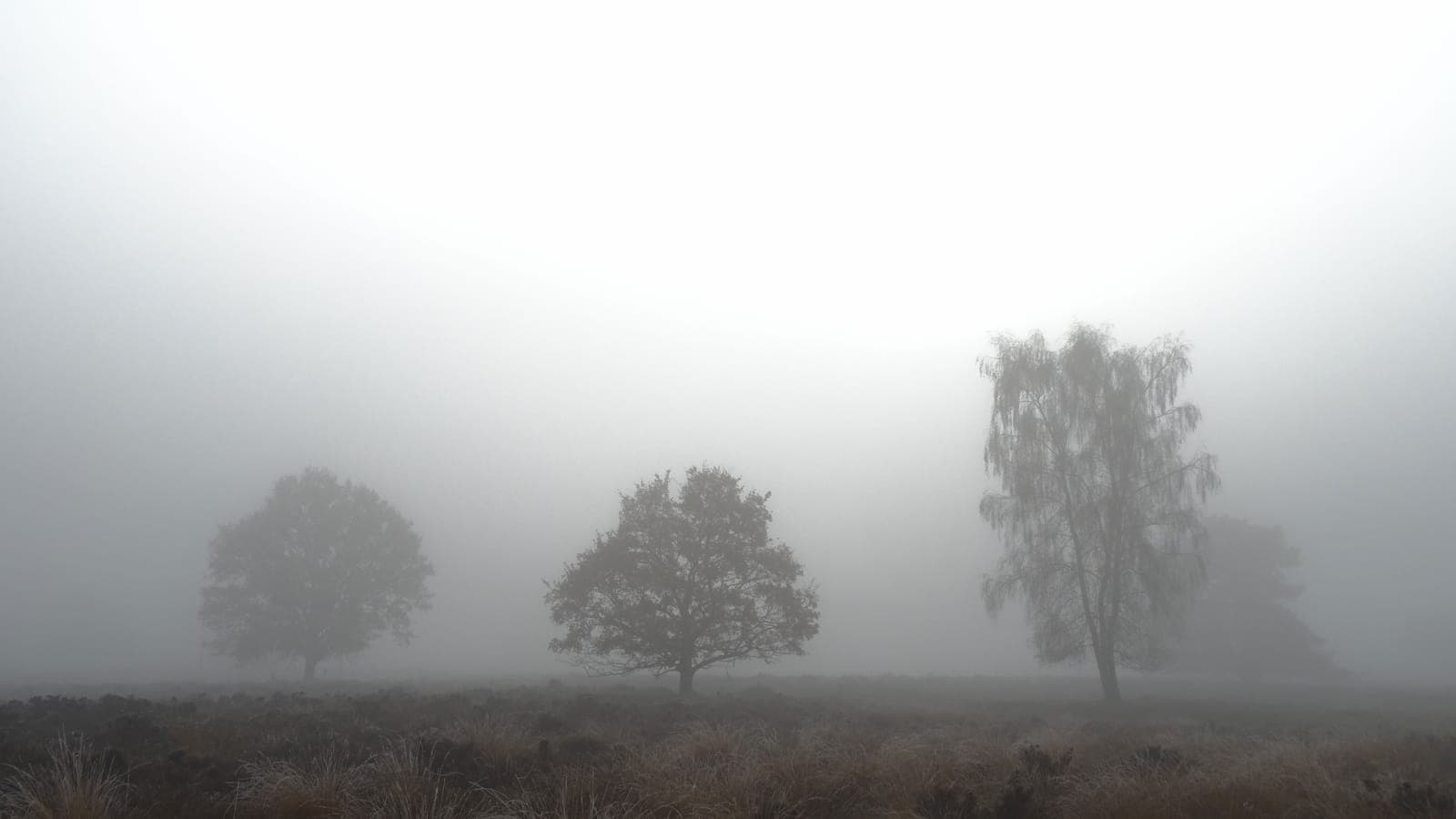 Bomen in de mist op de heide van het Strubben-Kniphorstbos