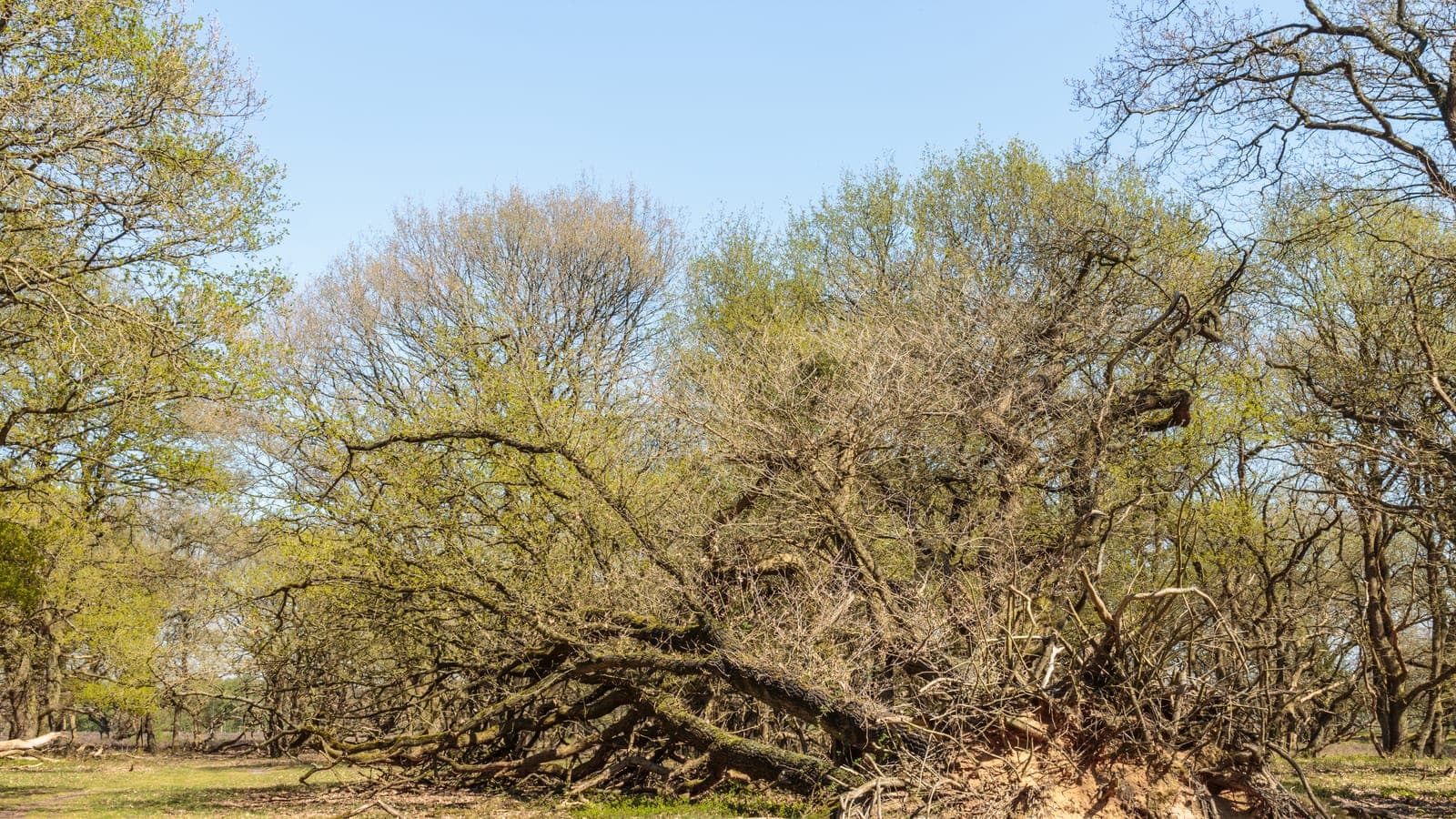 Gevallen eik op de heide in het Strubben-Kniphorstbos