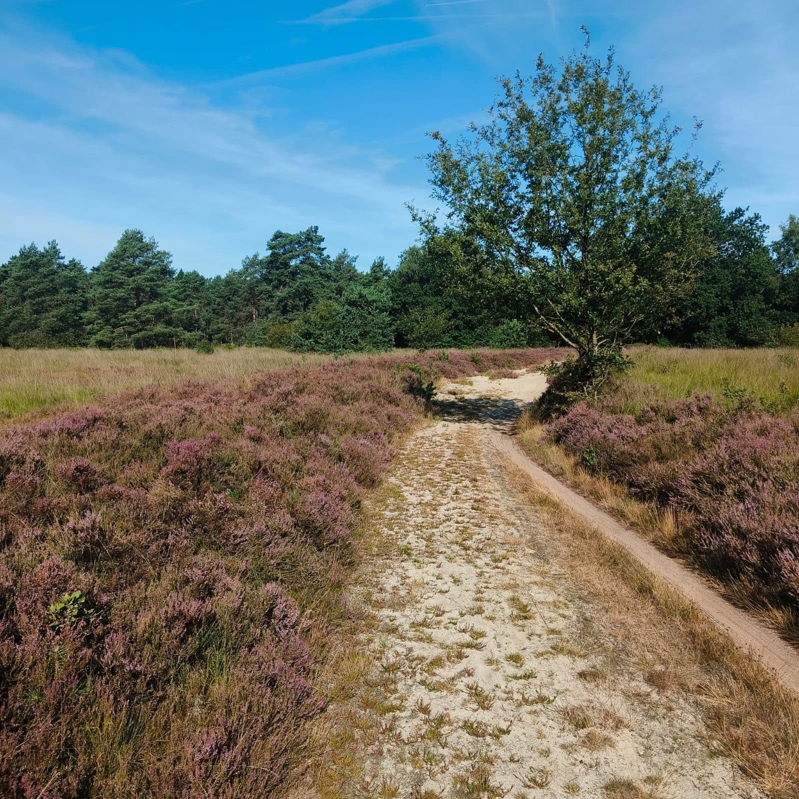 MTB Gieten Gasselte — foto door Carlo